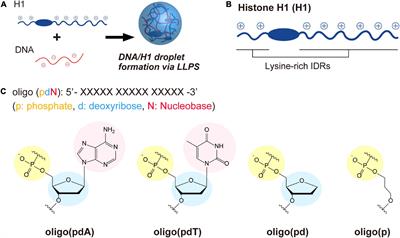 Uncharged Components of Single-Stranded DNA Modulate Liquid–Liquid Phase Separation With Cationic Linker Histone H1